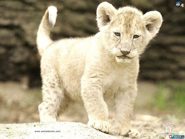 Natalya Девятова