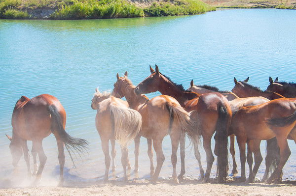 Руслан Канабеков