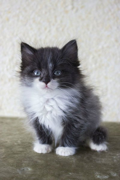 Санёк-Таз Пономарёв