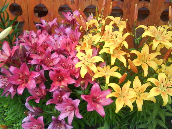 Людмила Артемьева