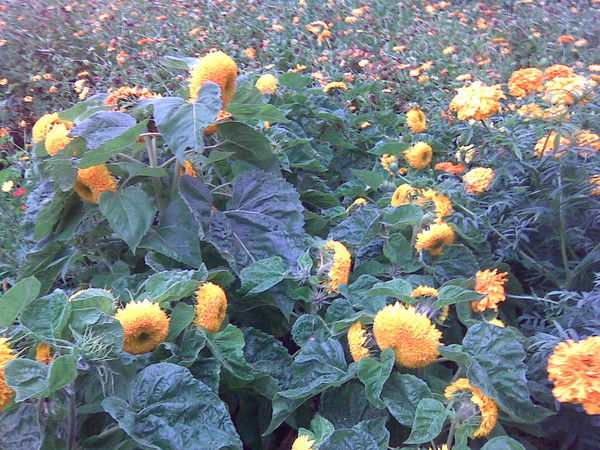 Валентина Ермакова