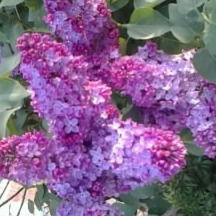 Татиана Чичерина