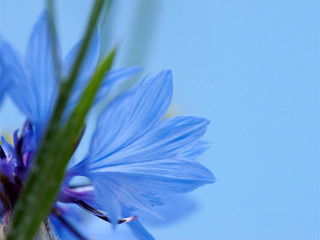 Валентина Альпиева