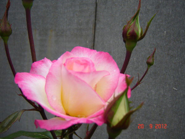 Андрей Музыкин