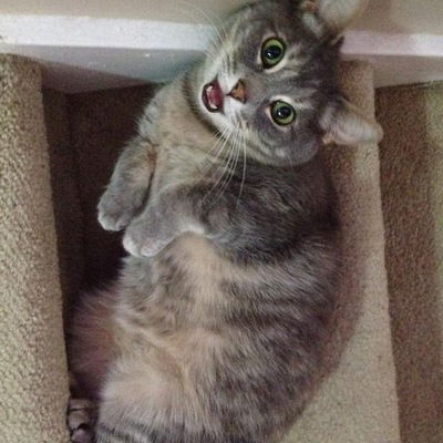 Аполинария Спицына