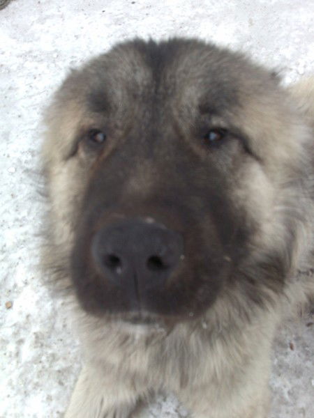 Алексей Шeреметов