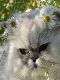 Магазин Ромашка 5