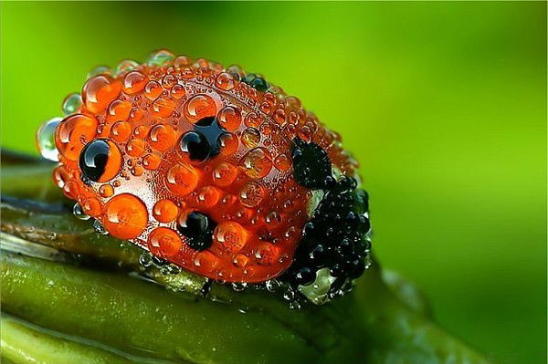 Наталия Щапина