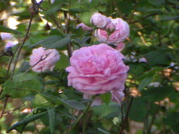 Елена Трофимова