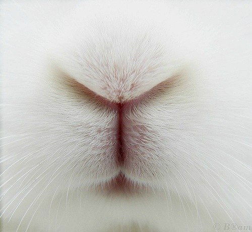 Еваха Коваленко