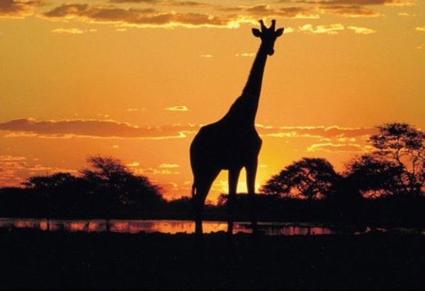 Диана Шиховец