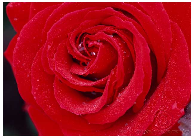 Вика Кашкарова