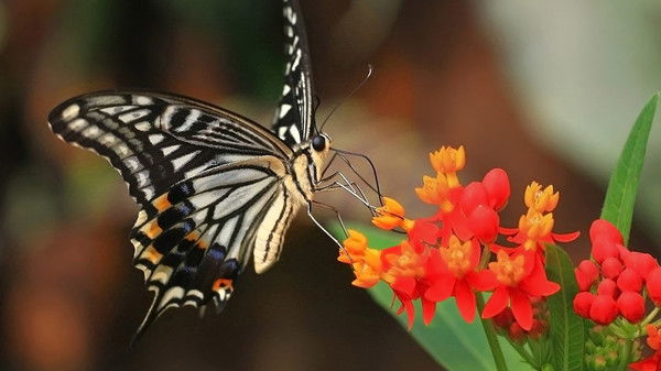 Диана Стукалова