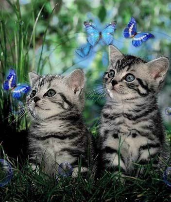 Ксения Башманова