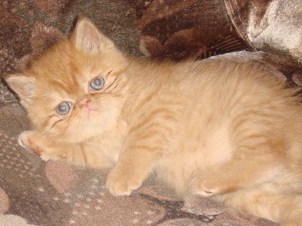 Надежда Макеева