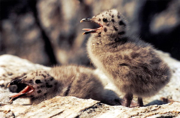 Алеся Знобищева