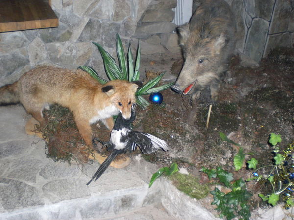 Оксана Будзан