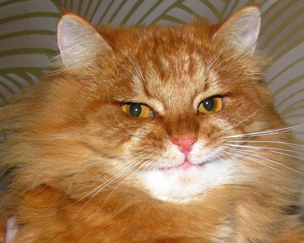 Татьяна Федотова