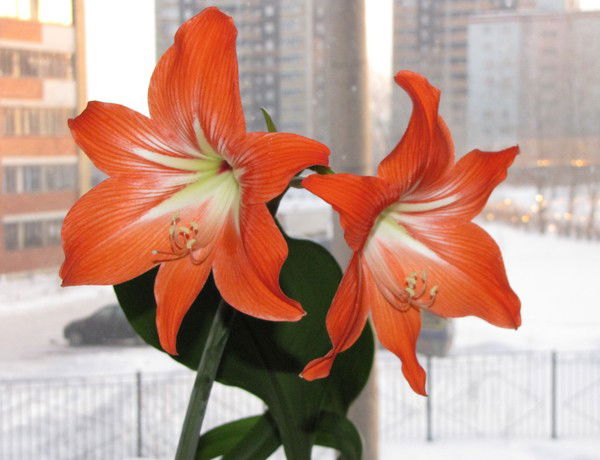 Ильфар Гайнуллин