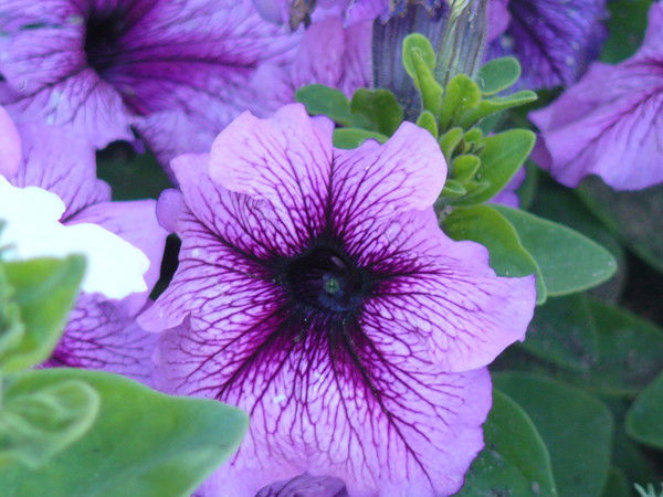 Ира Сорокина