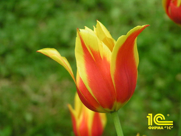 Клавдия Когай