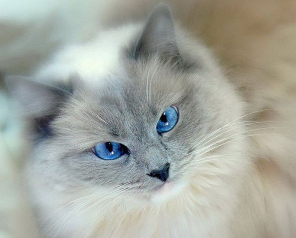 Лариса Дужникова