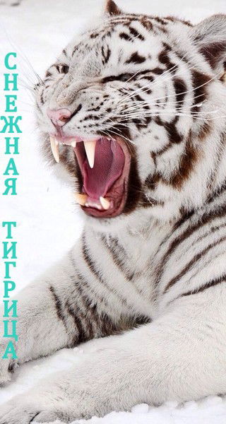 Снежная Тигрица