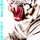 Снежная Тигрица