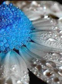 Анжелика Беланова