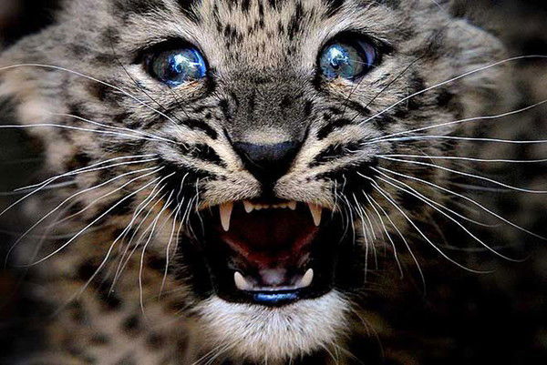 Изольда Плотникова