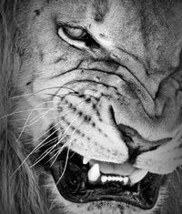 Алексей Соколов