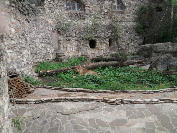 Лена Шишкина