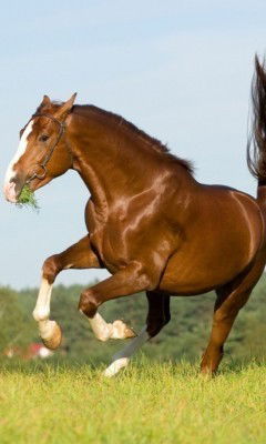 Cawa Petrov (Тюряга)