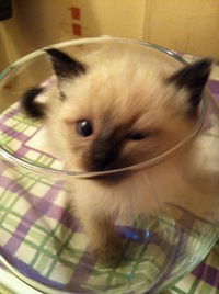 Евгений Леонов