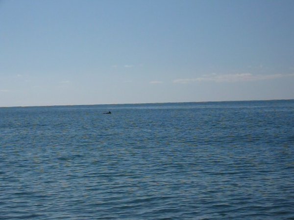 Дмитрий Степанов