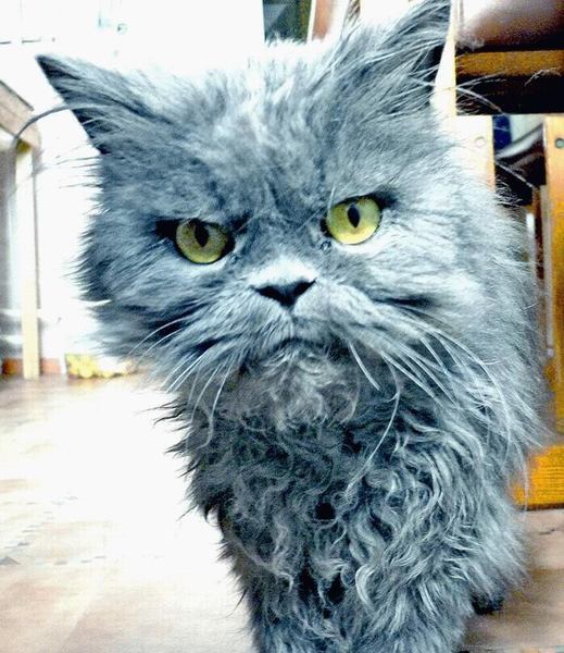 Сергей Вервишко