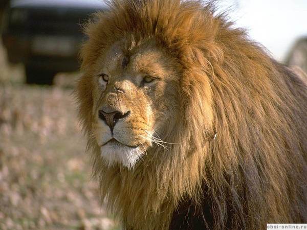 Наталья Пономарева