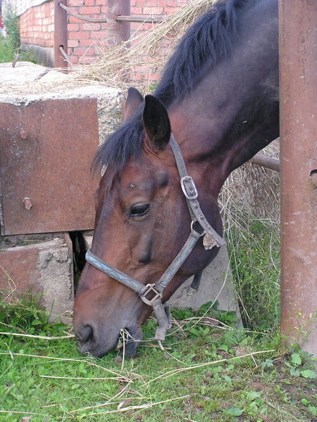 Елена Масейкина