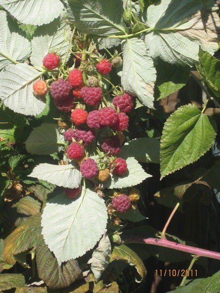 Ирина Одинцова