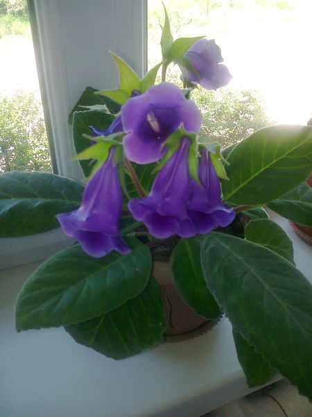 Динара Кикнадзе