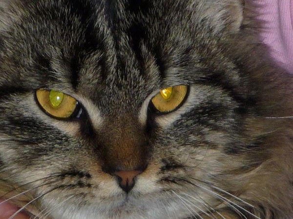 Оксана Трифонова