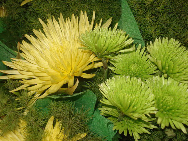 Юлия Зеликова