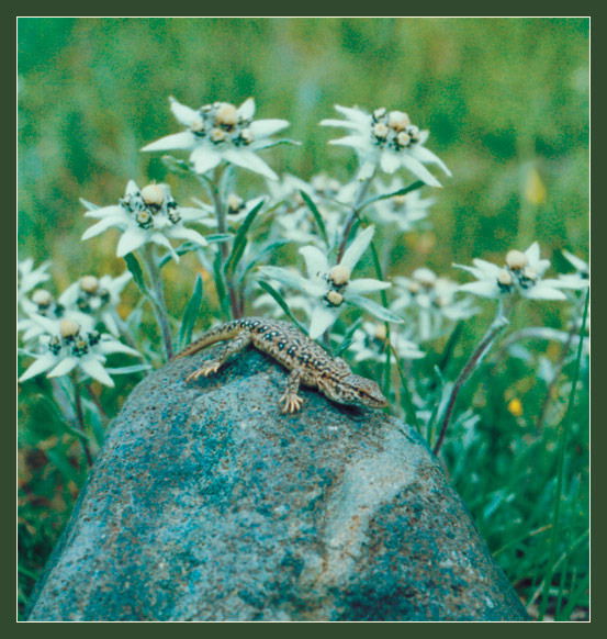 Ирина Фоменко