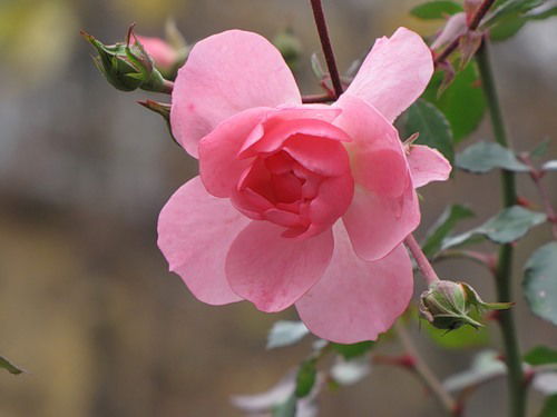 Елена Куликова