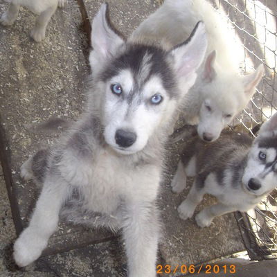 Александр Литвенюк