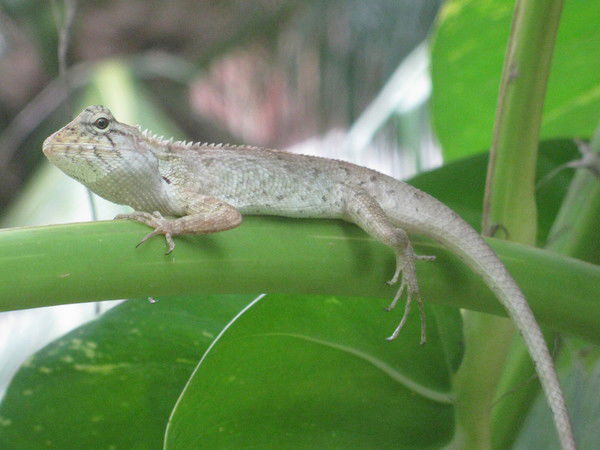 Ковальчук Николай