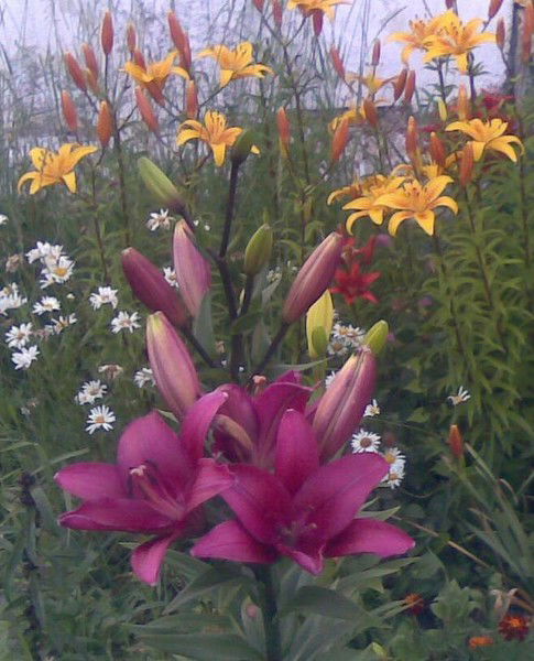 Светлана Филимонова