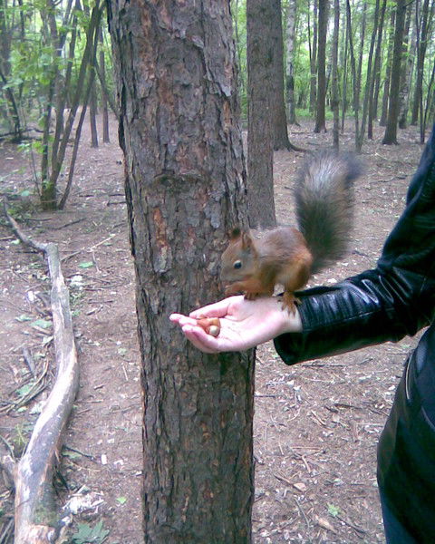 Машка Шумихина