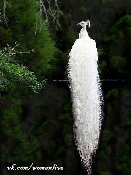 Ekaterina Tcherepanova