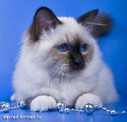 Елена Рошаль